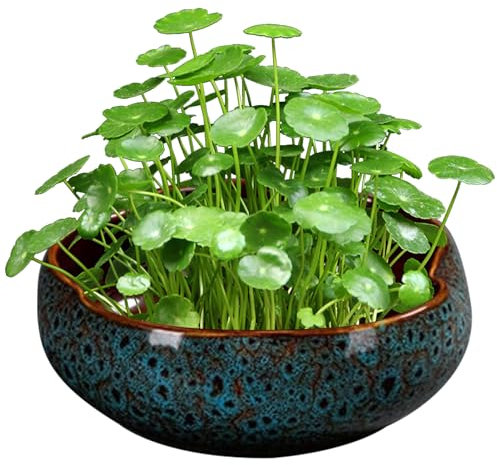 SMELEYOU Bonsai Schale für Lotusblume Blumenförmige Blumenschale Keramik Bonsai Topf Flacher dekorativer Hydroponic Pflanzer ohne Abfluss für Wasserlilie Pflanze Sukkulente