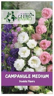 200 Graines de Campanule à double fleur mixte (Campanula medium) pour des massifs spectaculaires - Facile à cultiver