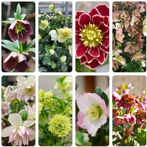 christrosen schnittblumen balkonpflanze dachbegrünung sommerblumen büropflanzen blumenbeet balkon biosaatgut blumenstauden winterhart blumenwiesensaat blumenwiese herbstaussaat 2000samen