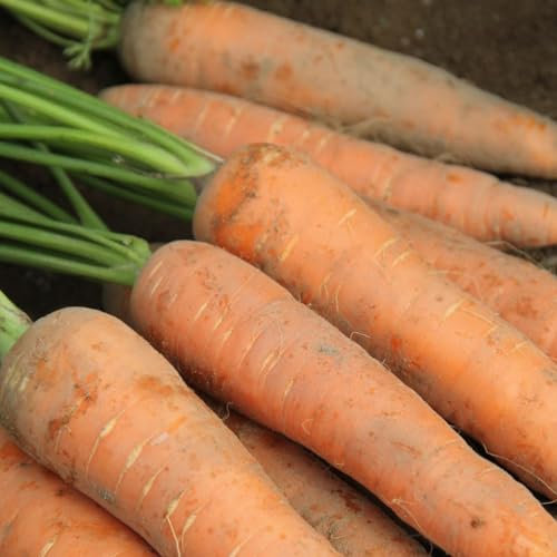 PREMIER SEEDS DIRECT -Seed Tape Carrot Autumn King - 6M (3X2M) - Approx 600 Seeds