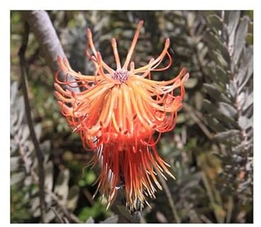 Stk - 5x Leucospermum reflexum red Nadelkissen Strauch Garten Pflanzen - Samen B1711 - Seeds & Plants Shop by Ipsa