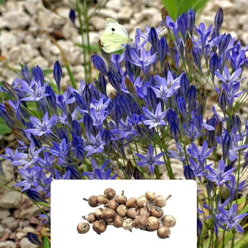 25 Triteleia Koningin Fabiola Bulbs – Stunning Violet Blue Starflowers – Perfect for Vibrant Summer Garden Displays – Perennial, Ideal for UK Climate Conditions