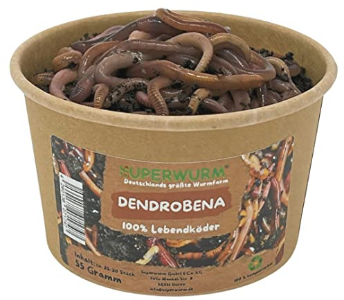55g Dendrobena Größe M-XL | 100% kompostierbare Köderdose - hoch aktive Angelköder - Lebendköder - Dendrobena