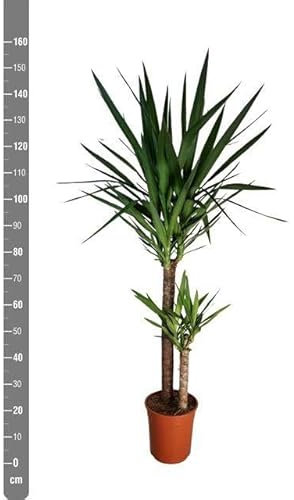 Planta natural Yucca. 140 cm. Segura Garden. La yuca es una planta de interior resistente y de bajo mantenimiento que mejora la calidad del aire, agrega un toque tropical y relajado.
