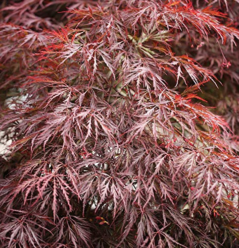 Hochstamm Dunkelroter Schlitz Ahorn Garnet 100-125cm - Acer palmatum - lebende Gartenpflanze aus den Baumschulen