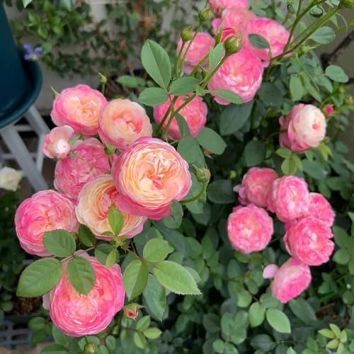 rosenbaumsamen, balkon, winterhart mehrjährig kletterrosen, garten, 100pcs