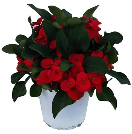 Euphorbia Milii - Corona de Cristo - Arbusto Natural de Poco Riego y Flores Rojas