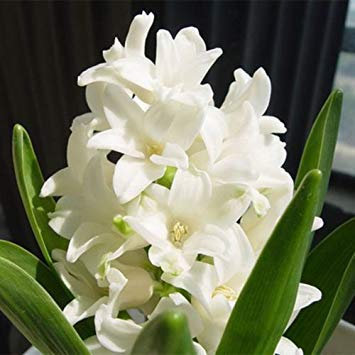 Nouvelle arrivée Orange Garden Jacinthe Graines Jacinthe Pot Bonsaï Balcon Fleur Graines DIY Maison Jardin Paquet de 100 graines