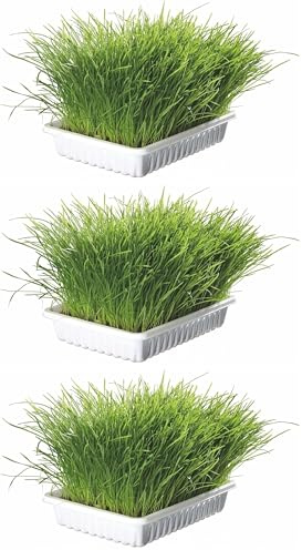Trixie TX-4235 Herbe à Chat 100 g (Lot de 3)