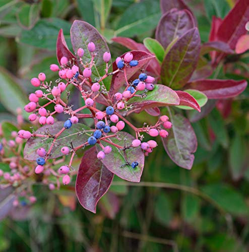 Amerikanischer Schneeball Brandywine® 60-80cm - Viburnum nudum