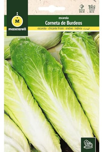 Mascarell Semillas, ESCAROLA, Semillas Huerto, ESCAROLA CORNETA DE BURDEOS, Crea tu Propio Huerto Urbano y Cultivo en Casa, Plantas Hortícolas, 8 Gramos