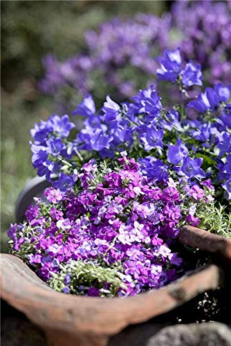 Campanula portenschlagiana 'Gartenpolster' 5er-Set – Winterhart, Mehrjährig, Pflegeleicht – Dalmatiner-Glockenblume – Bodendecker für Beet & Steingarten