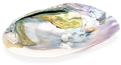 Coquille d'ormeau abalone nacre pour purification à la Sauge Blanche, palo santo, encens, fumigation. (COQUILLAGE NACRE 15 cm)