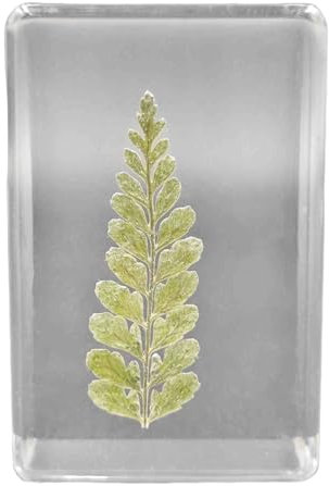 FHUILIJH Esemplare di Foglia di Felce Vera pianta Esemplari di Foglie di Felce in Resina Artificiale per Forniture espositive educative scientifiche,Clear,43mm