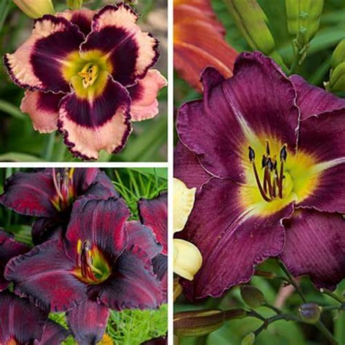 Mehrjährig Taglilien, (/Stauden/Staude/) Botanik Kollektion, Pflegeleicht, BlüHend, Hemerocallis, Winterhart, Beste Sorte, 10Zwiebeln-D