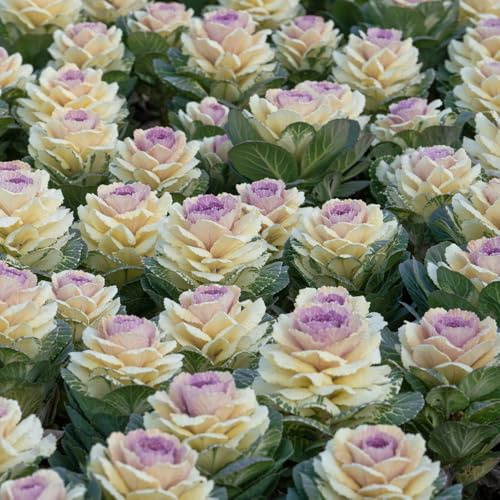 grünkohlsamen alte sorten, gemüsesamen dekoration wohnzimmer gemüsesaat bio hochbeete für garten winterhart gartendeko für 125pcs