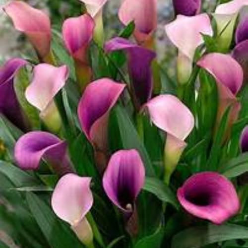 Calla Lily Bulbs,Garden Flowers,Calla Lily Bulbs for Planting Now UK,Plant Bulbs,Hardy Perennial,Wedding Flowers,Cut Flowers,Strong Plants That Grow Well-8bulbs-I