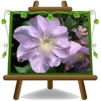 Clematis Große Blumen Hellrosa Schlingpflanzen Höhe: 70 cm Topf: 17 cm