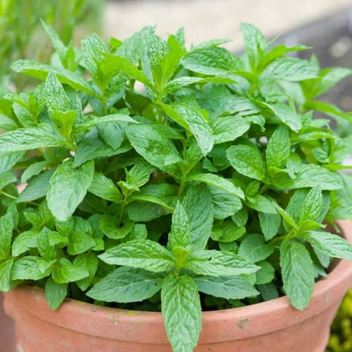Carbeth Plants - Herb Plants - Grow Your Own Herb Garden - Mint Plant in 14cm Pot - Mentha for Culinary Use