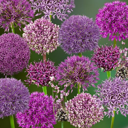 Zierlauchzwiebeln 48 x 'Purple Performers Collection' - The Bulb Farmers - Fruhjahr - in den Niederlanden gezuchtet - Zierlauch Zwiebeln - Blumenzwiebeln