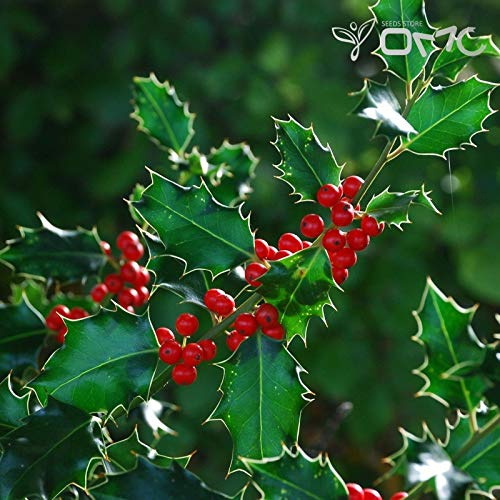 Ilex Aquifolium/English Holly (20 Seeds) : Seeds Only