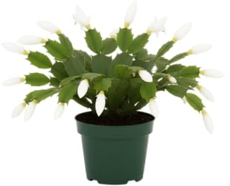 Cactus de Navidad (Schlumbergera) Natural Regalo y Decoración | DECOALIVE