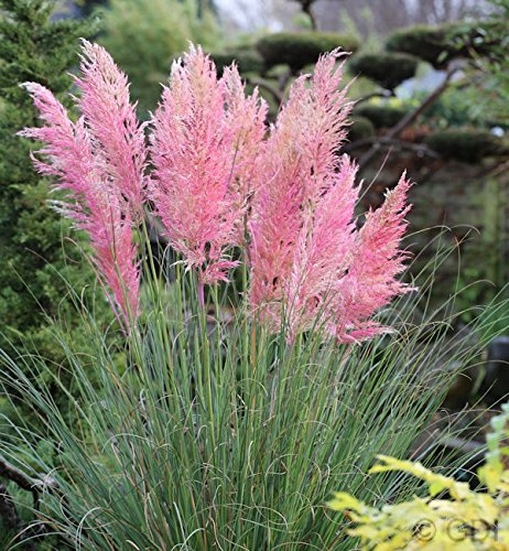 Pampasgras Rosea - XXXL Topf - Cortaderia selloana - lebende Gartenpflanze aus den Baumschulen