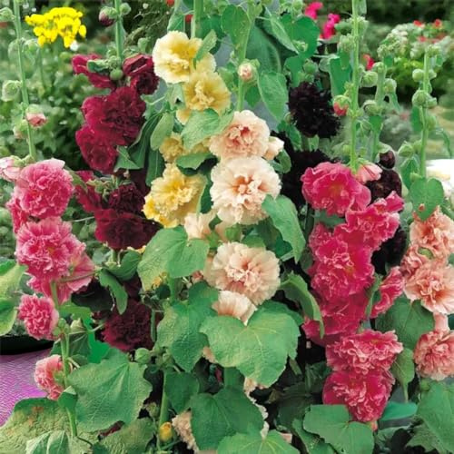 ZEshops 100pcs Double Hollyhock Seeds Radiant Rose - Mixed Colors, Non GMO Heirloom Garden Hardy Biennial, Vibrant & Tall Flowers - Ideal for Season-Long Blooms