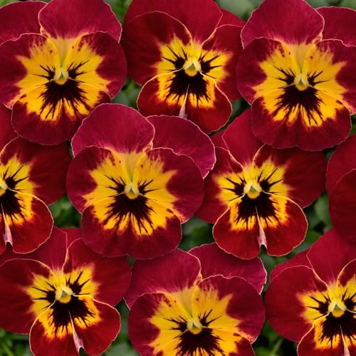 Viola 'Ice Babies Scarlet Fire'. Plug Plant x6. Winter flowering bedding plants for hanging baskets. Bedwen Plants Online Garden Centre.