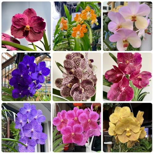 Semi pendenti di orchidea Vanda, per luoghi soleggiati da giardino roccioso vecchie varietà da giardino semi di da appartamento 400pcs