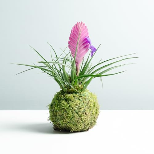 Kokedama Tillandsia Rosa | Kokedama Naturale | Tecnica Giapponese | Palla di Muschio | con una Base di Lavagna