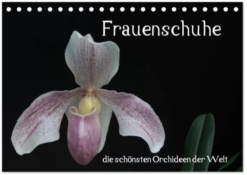 Frauenschuhe - die schönsten Orchideen der Welt (Tischkalender 2026 DIN A5 quer), CALVENDO Monatskalender (CALVENDO Natur)
