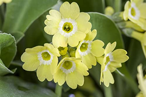 Primula auricula 9x9 cm Topf – Winterhart, Mehrjährig, Pflegeleicht – Aurikel – Staude für Steingarten & Beet