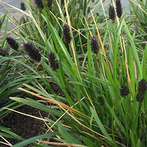 6x Grünes Kopfgras - Sesleria heufleriana - Topf 9x9cm - Struktur Ziergras für Garten