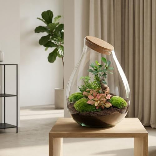 urbanjngl - Drop XXL Bonsai Terrarium mit Kork - DIY Kit für Pflanzenökosystem - Ø 34 cm, Höhe 43 cm - Ideal für Zuhause und Büro
