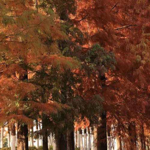 semi di sequoia - autunnali per zone soleggiate resistenti 200pcs