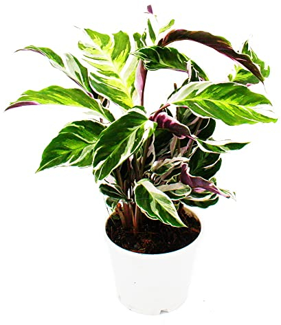 exotenherz Plante ombragée avec motif de feuilles insolite – Calathea Fusion White – Pot de 14 cm – env. 40 cm de haut