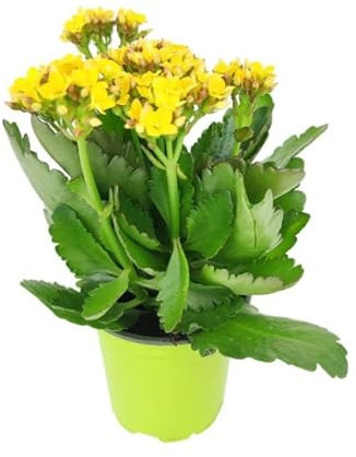Kalanchoe Blossfeldiana Natural Planta Suculenta que Puede Estar en el Interior o el Exterior del Hogar