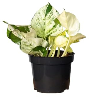 Potho Variegata Natural Planta de Interior con Hojas Grandes para Espacios Acogedores