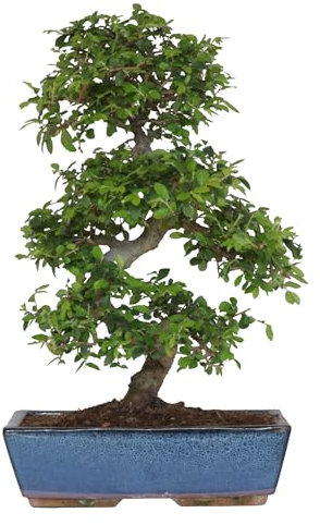 KENTIS - Bonsai di Zelkova - Olmo Giapponese - Pianta Vera da Esterno e Interno - Giardino Balcone Terrazzo - H 45/55 cm Vaso in Ceramica 27,5 cm