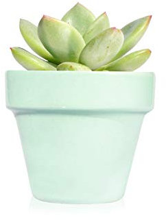 Pack de 12 plantas suculentas echeveria Mint en maceta verde pastel - Detalles de boda para invitados - Obsequios para bautizo o comunión