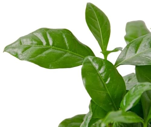 Planta del Café | DECOALIVE | Planta de Interior Natural | Coffea Arabica o Cafeto