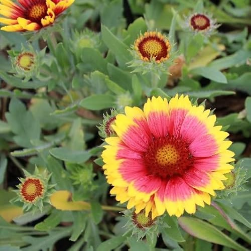 6x Gaillarde vivace 'Arizona Sun' - Gaillardia ‘Arizona Sun’ - Godet 9x9cm