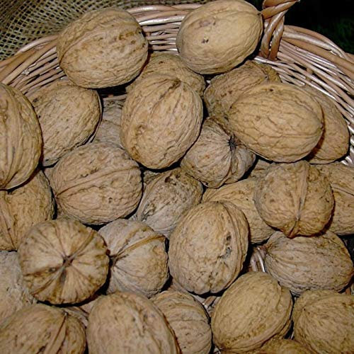 Spreewalder Walnuss veredelter Walnussbaum juglans regia schmackhafte Nuss