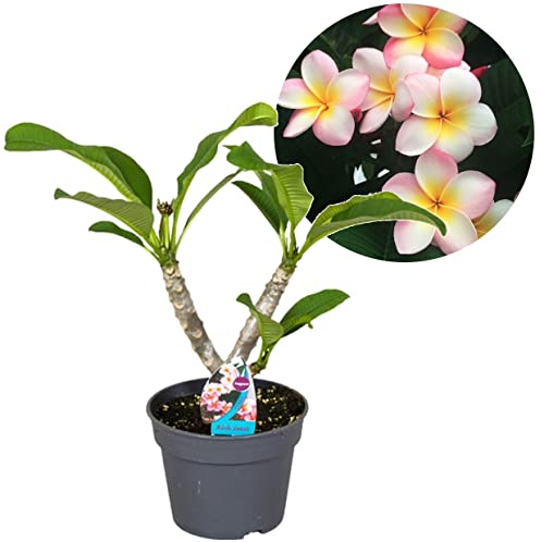 Plant in a Box - Plumeria Hawaiian - Höhe 45-55cm - Frangipani - Blühende Zimmerpflanze - Tropische Pflanze - Topf 17cm