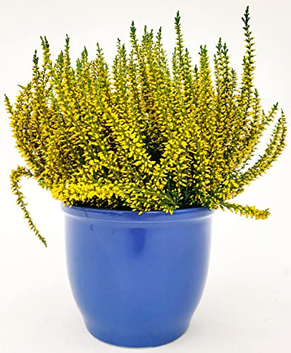 POWERS TO FLOWERS - ERICA CALLUNA COLOR LIFE GIALLO IN VASO CERAMICA AZZURRO, VASO 13 cm DIAMETRO, piante vere