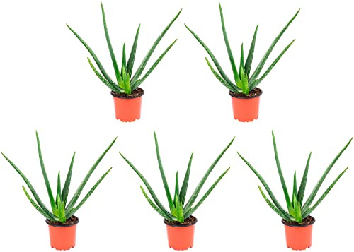 5er-Set Echte Aloe - echte Zimmerpflanze, Aloe vera - Höhe ca. 40 cm, Topf-Ø 12 cm