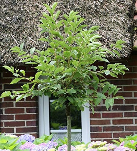 Hochstamm Korkflügelstrauch 100-125cm - Euonymus phellomanus - lebende Gartenpflanze aus den Baumschulen