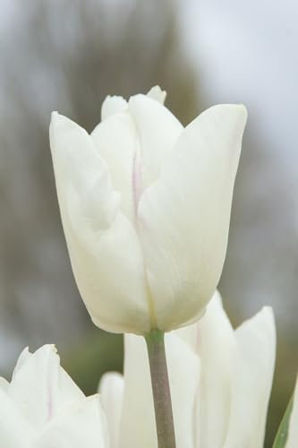 Tulip Single Early White Prince 6 Bulbs Ready for Planting Now in UK Autumn Outdoor Gardens by Jamieson Brothers