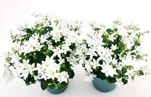 POWERS TO FLOWERS - CAMPANULA BIANCA A FIORE SEMPLICE, 2 PIANTE, VASO 12CM DIAMETRO, piante vere